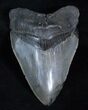 Inch Megalodon Tooth - Interesting Patterns #3922-2